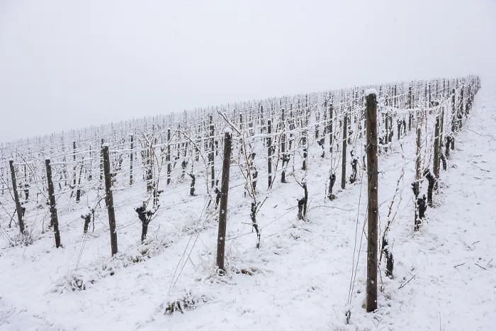 Framed Print : Vineyard with snow-covered vines and cold atmosphere