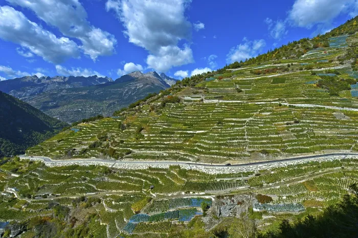 Framed Print : Vineyard terraces on a steep slope at the highest vineyard in Switzerland