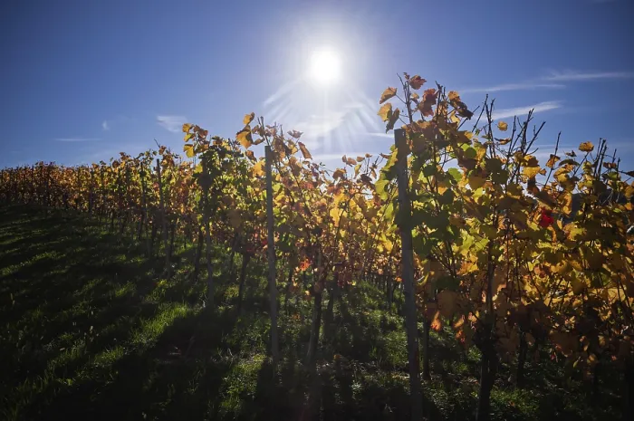 Framed Print : Vineyard, vines, grapevines, viticulture Framed Print : Vineyard, vines, grapevines, viticulture