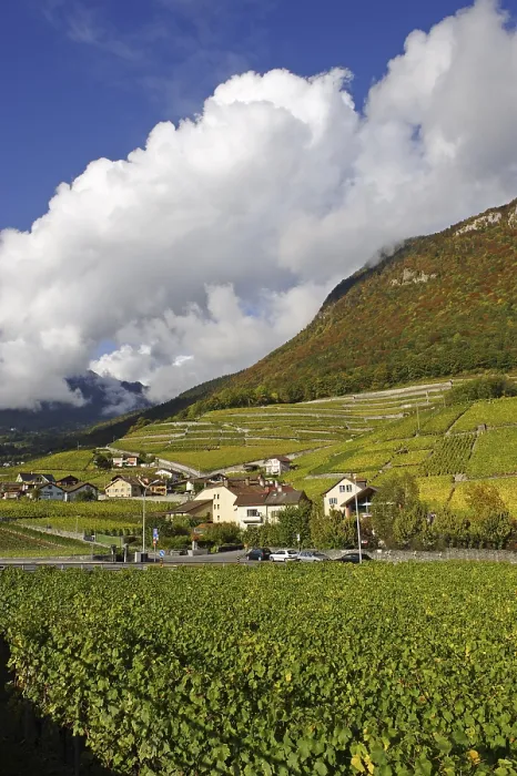 Framed Print : Vineyards, Aigle, Canton of Vaud Framed Print : Vineyards, Aigle, Canton of Vaud