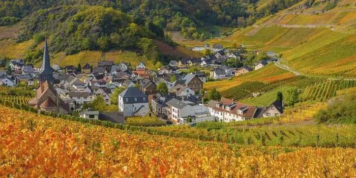 Framed Print : Vineyards in autumn, Mayschoss