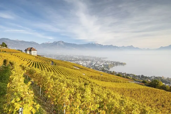 Framed Print : Vineyards in autumn near Chardonne