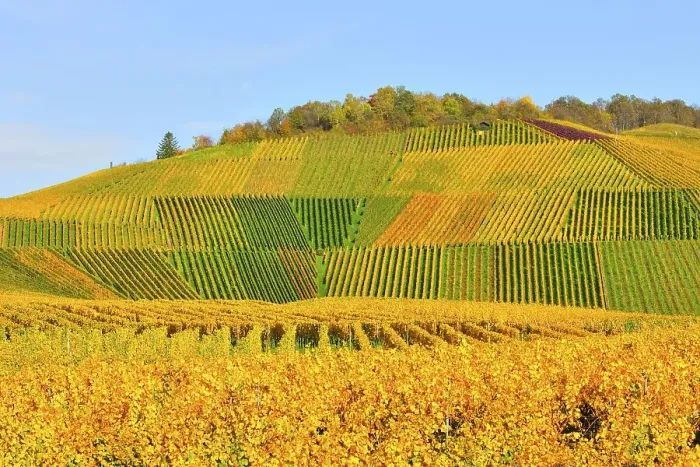 Framed Print : Vineyards in autumn, near Fellbach Framed Print : Vineyards in autumn, near Fellbach