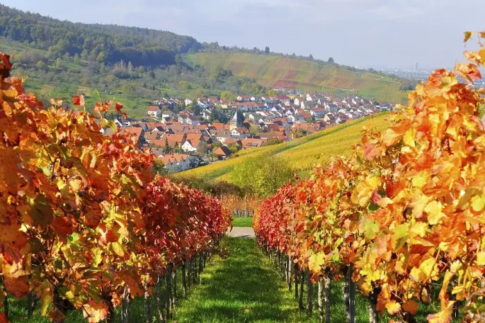 Framed Print : Vineyards in autumn, Weinstadt-Sruempfelbach Framed Print : Vineyards in autumn, Weinstadt-Sruempfelbach