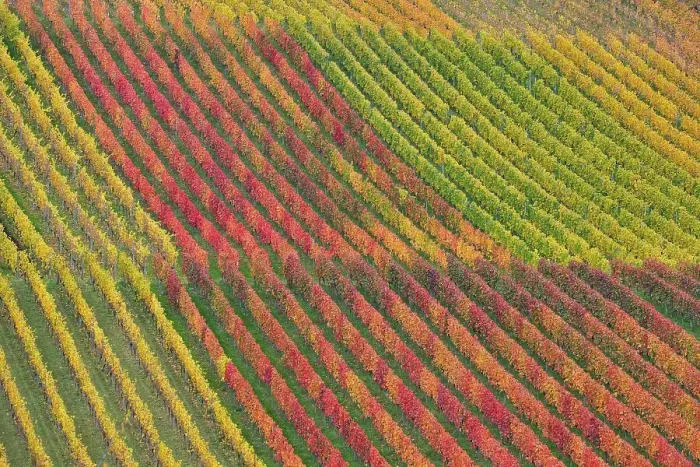 Framed Print : Vineyards, Baden-Wuerttemberg, Germany, Europe Framed Print : Vineyards, Baden-Wuerttemberg, Germany, Europe