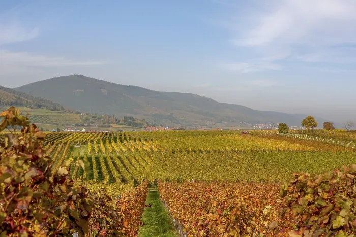 Framed Print : Vineyards in golden autumn colours under a blue sky