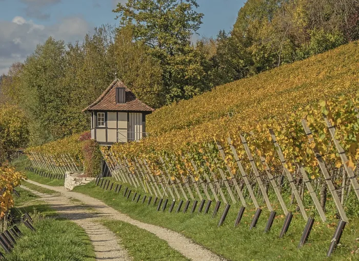 Framed Print : Vineyards in Schaffhausen, Switzerland