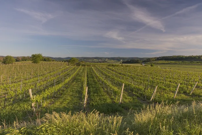 Framed Print : Vineyards at sunrise in Langenlois