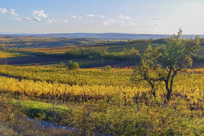 Framed Print : Vineyards at sunrise in Retz, Lower Austria Framed Print : Vineyards at sunrise in Retz, Lower Austria