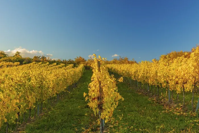 Framed Print : Vineyards at sunrise in Retz, Lower Austria