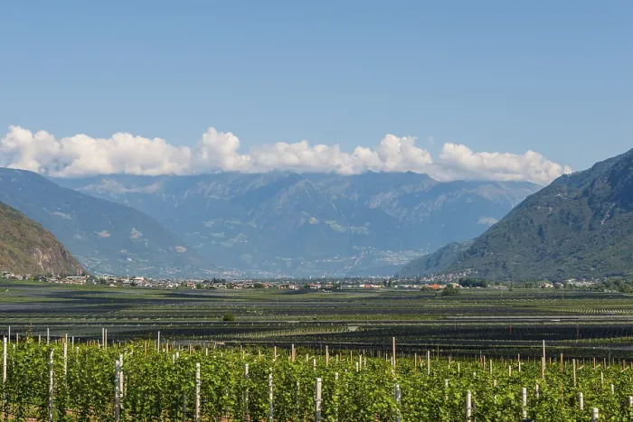 Framed Print : Vineyards in the valley in front of the mountains Framed Print : Vineyards in the valley in front of the mountains