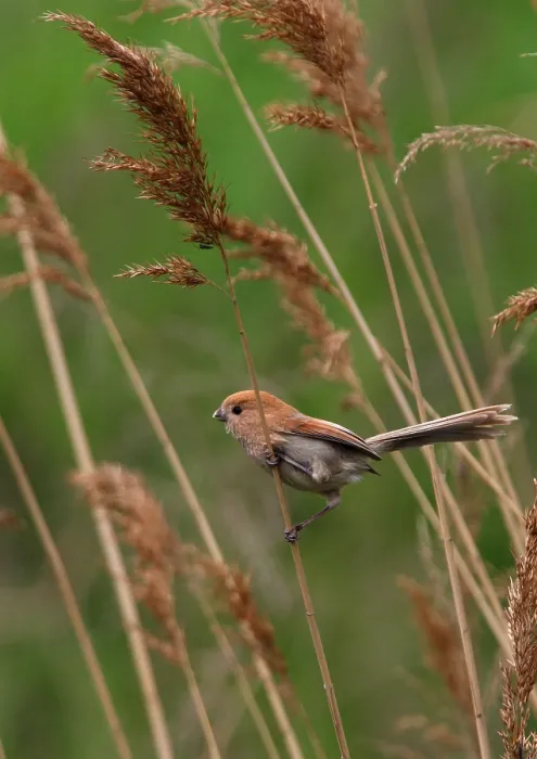 Framed Print : Vinous-throated Parrotbill (Paradoxornis webbianus) adult