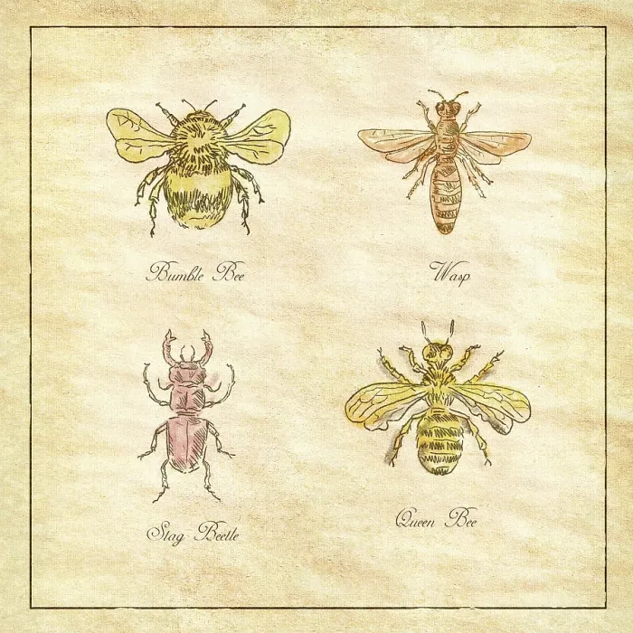 Framed Print : Vintage drawing illustration of a collection of insects like the Bumble Bee Framed Print : Vintage drawing illustration of a collection of insects like the Bumble Bee