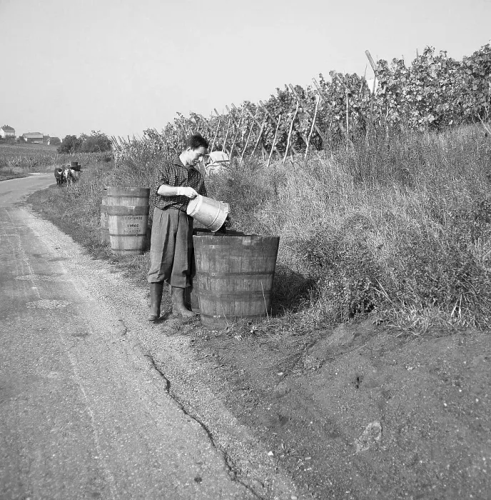 Framed Print : Vintners dump harvested grapes into a wooden container