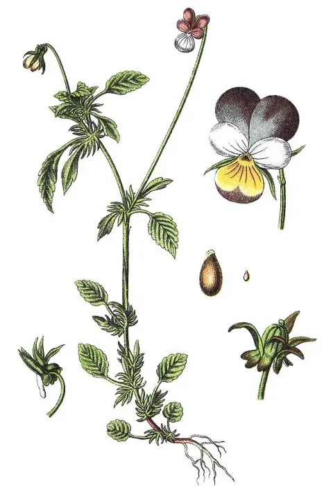 Framed Print : Viola tricolor var maritima (Viola tricolor var maritima)
