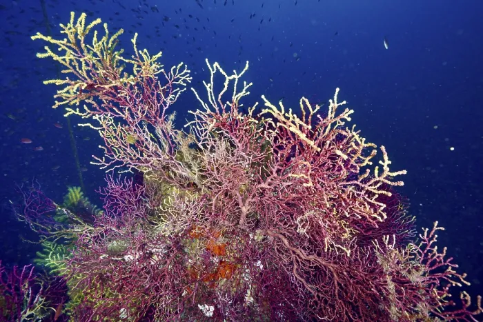 Framed Print : Violescent sea-whip (Paramuricea clavata) in clear water in the Mediterranean Sea near Hyeres