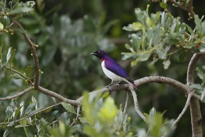 Framed Print : Violet-backed Starling (Cinnyricinclus leucogaster) male Framed Print : Violet-backed Starling (Cinnyricinclus leucogaster) male
