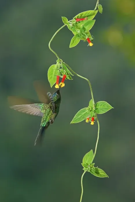 Framed Print : Violet-capped woodnymph (Thalurania glaucopis) drinking nectar at a flower