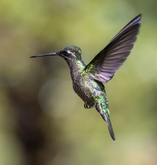 Framed Print : Violet-crowned Brilliant Hummingbird (Eugenes fulgens syn) Framed Print : Violet-crowned Brilliant Hummingbird (Eugenes fulgens syn)