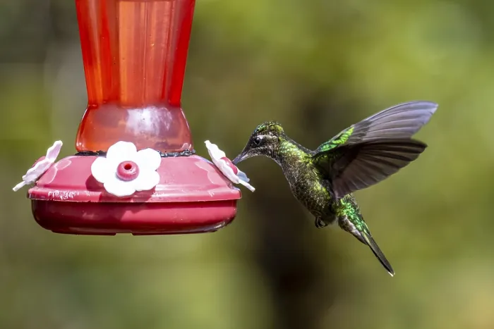 Framed Print : Violet-crowned Brilliant Hummingbird (Eugenes fulgens syn)