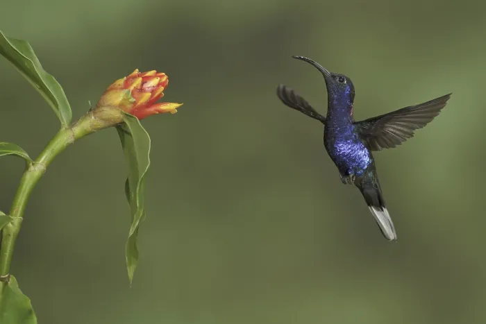 Framed Print : Violet Sabrewing (Campylopterus hemileucurus)