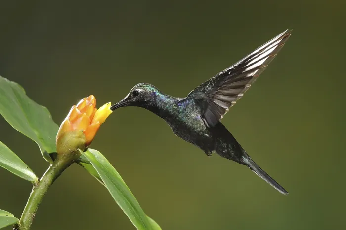 Framed Print : Violet Sabrewing (Campylopterus hemileucurus) female flying while feeding at a flower