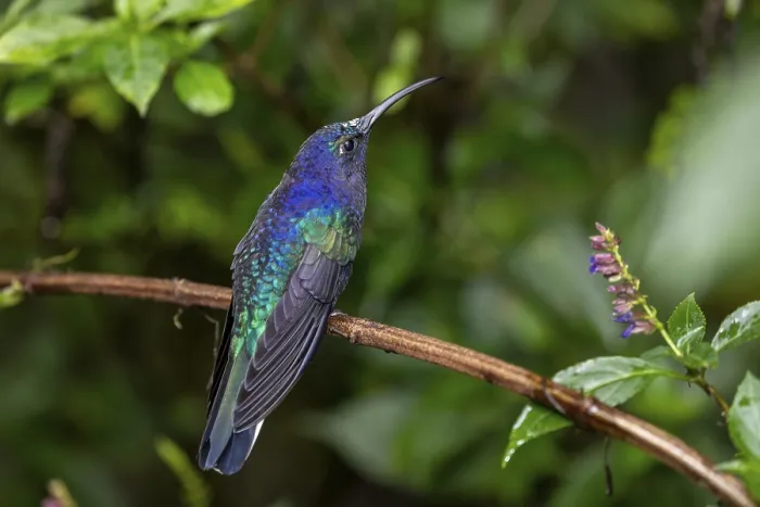 Framed Print : Violet Sabrewing (Campylopterus hemileucurus) or Purple Sabrewing