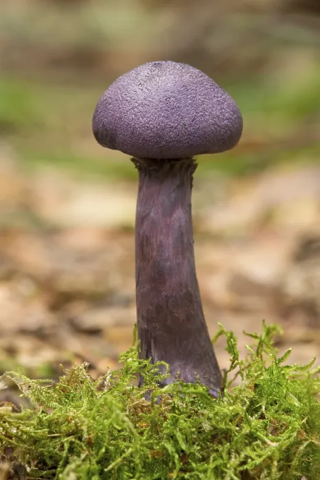 Framed Print : Violet Webcap (Cortinarius violaceus)