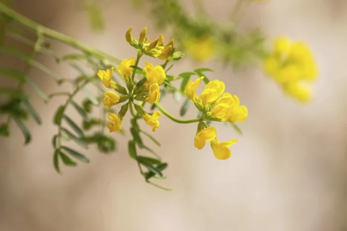 Framed Print : Violeta de Penyal (Hippocrepis balearica)