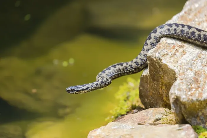 Framed Print : One Vipera berus, the common European adder or common European viper