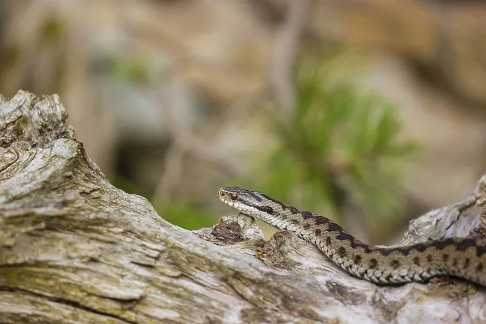 Framed Print : One Vipera berus, the common European adder or common European viper Framed Print : One Vipera berus, the common European adder or common European viper