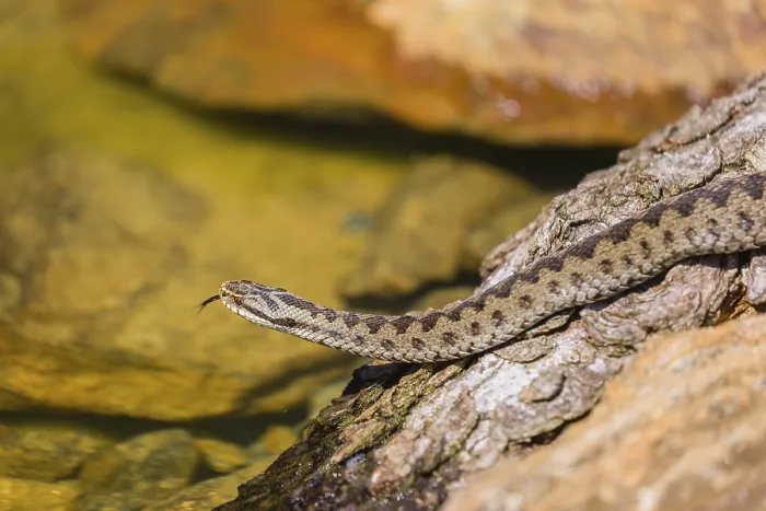 Framed Print : One Vipera berus, the common European adder or common European viper