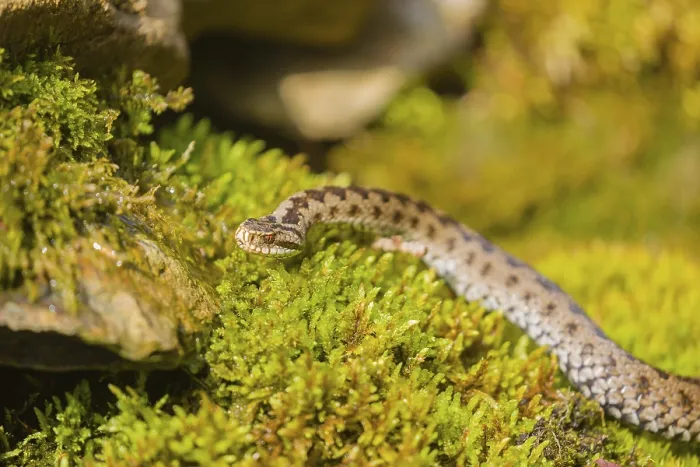 Framed Print : One Vipera berus, the common European adder or common European viper
