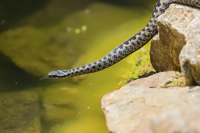 Framed Print : One Vipera berus, the common European adder or common European viper Framed Print : One Vipera berus, the common European adder or common European viper