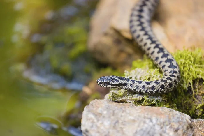 Framed Print : One Vipera berus, the common European adder or common European viper