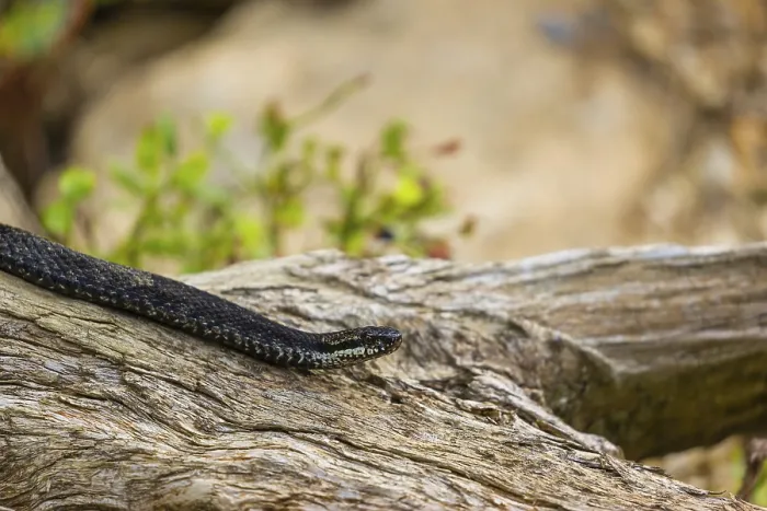 Framed Print : One Vipera berus, the common European adder or common European viper