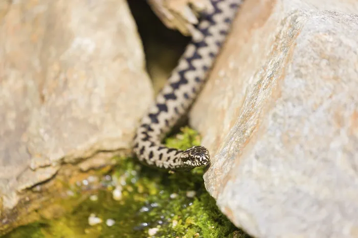 Framed Print : One Vipera berus, the common European adder or common European viper Framed Print : One Vipera berus, the common European adder or common European viper