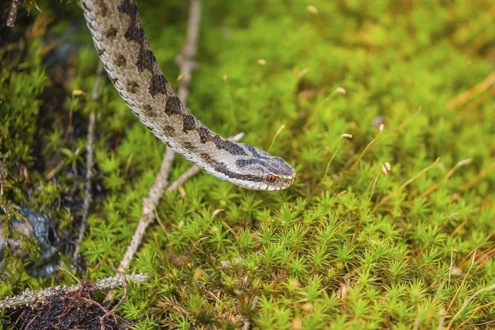 Framed Print : One Vipera berus, the common European adder or common European viper