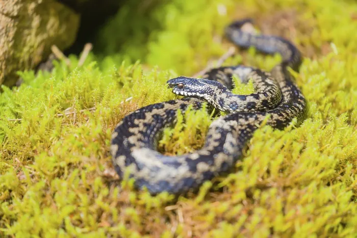 Framed Print : One Vipera berus, the common European adder or common European viper