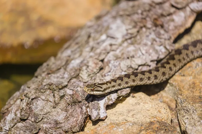 Framed Print : One Vipera berus, the common European adder or common European viper Framed Print : One Vipera berus, the common European adder or common European viper