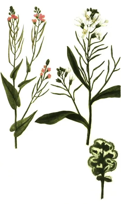 Framed Print : Virescens, green cabbage (Brassica) vel viridis variegata