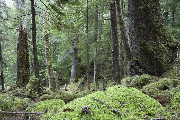 Framed Print : Virgin Coniferous Forest, Inside Passage Framed Print : Virgin Coniferous Forest, Inside Passage