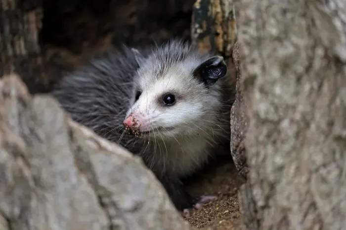 Framed Print : Virginia opossum (Didelphis virginiana) Framed Print : Virginia opossum (Didelphis virginiana)