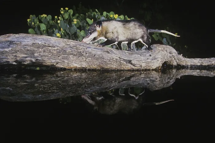 Framed Print : Virginia Opossum (Didelphis virginiana)