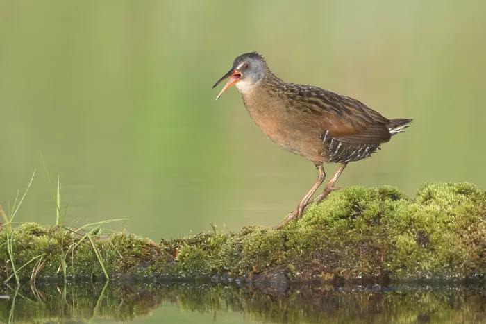 Framed Print : Virginia Rail (Rallus limicola) calling