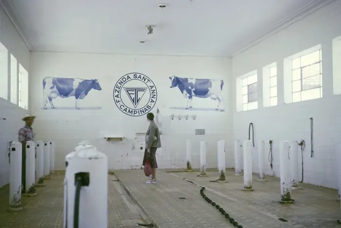 Framed Print : Visitor in the milking parlour of the Fazenda Sant Anna farm, Campinas, Brazil, South America 1962, South America Framed Print : Visitor in the milking parlour of the Fazenda Sant Anna farm, Campinas, Brazil, South America 1962, South America