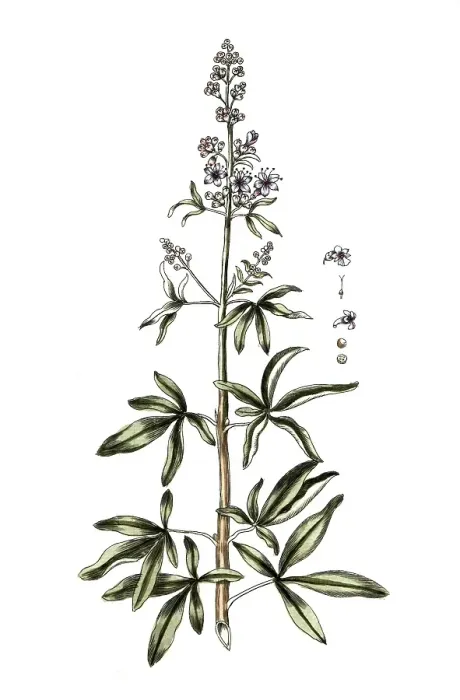 Framed Print : Vitex agnus castus, monk's pepper