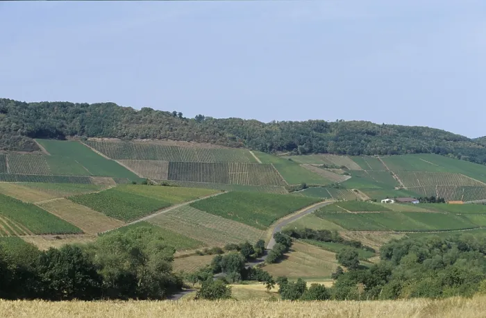 Framed Print : Viticulture (Vitis vinifera)