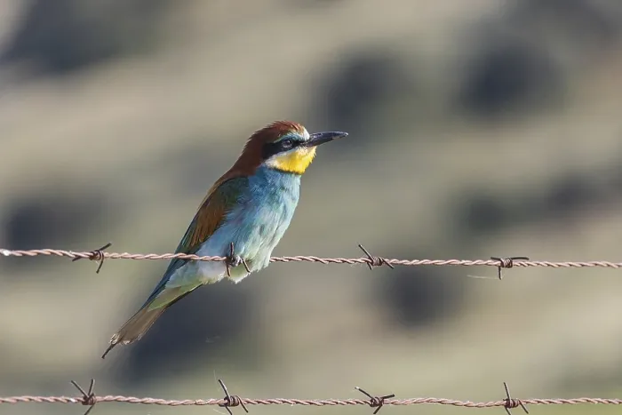 Framed Print : A vivid European bee-eater perches gracefully on rusty barbed wire