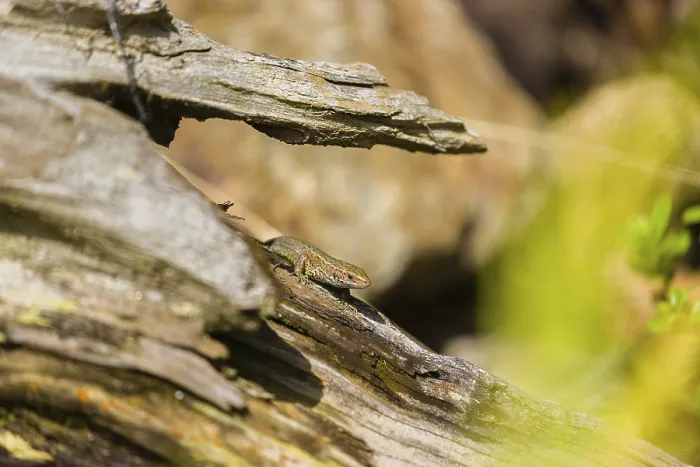 Framed Print : One viviparous lizard, or common lizard